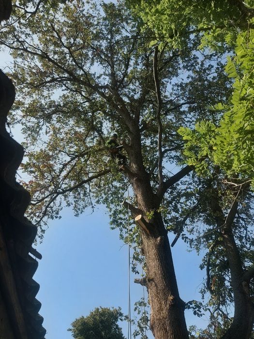 Видалення аварійних дерев, Покос трави, Розчищення ділянок