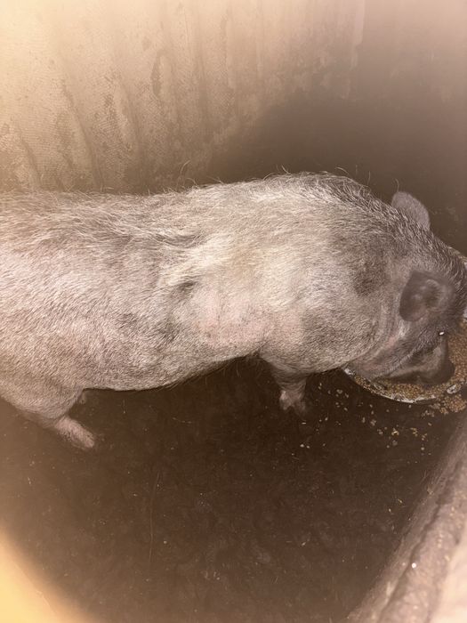 Терміново продам ветнамського  кабана