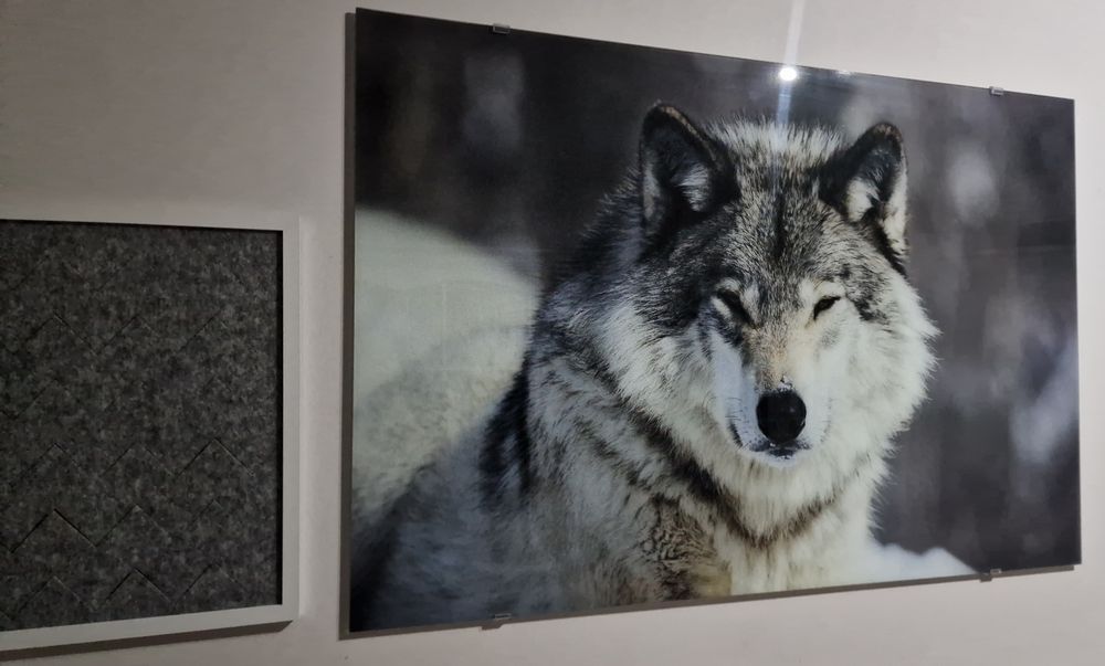 Obraz szklany wilk 120x80