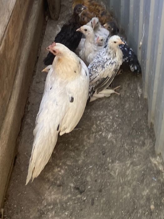 Garnizos fénix adultos e jovens