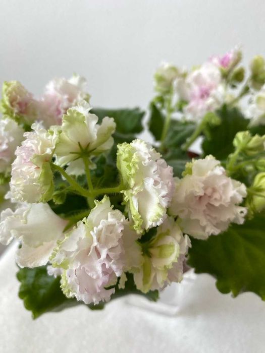 Fiołek afrykański „AB Ekstaz” – listek,  falowany brzeg