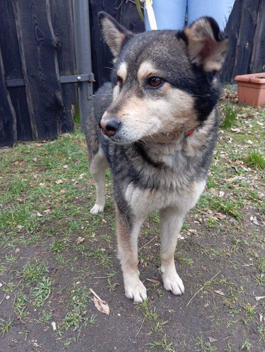 Londyn - niewielki psiak szuka domu