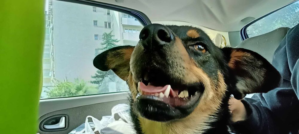 Lucek do adopcji! Sandomierz