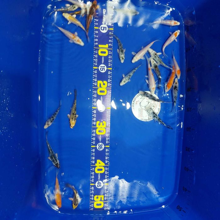 Carpas koi handpick