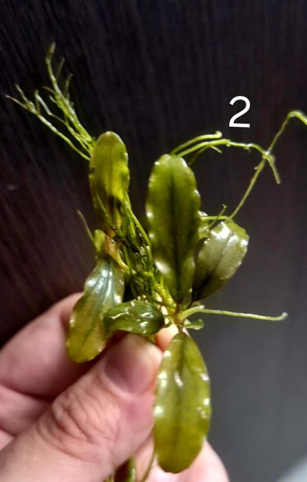Bucephalandra Brownie / Alamanda