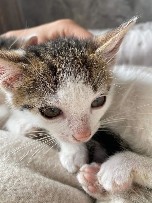 Cypiski, śliczne rodzeństwo z rowu