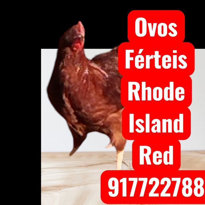 Ovos Férteis Rhode Island Red