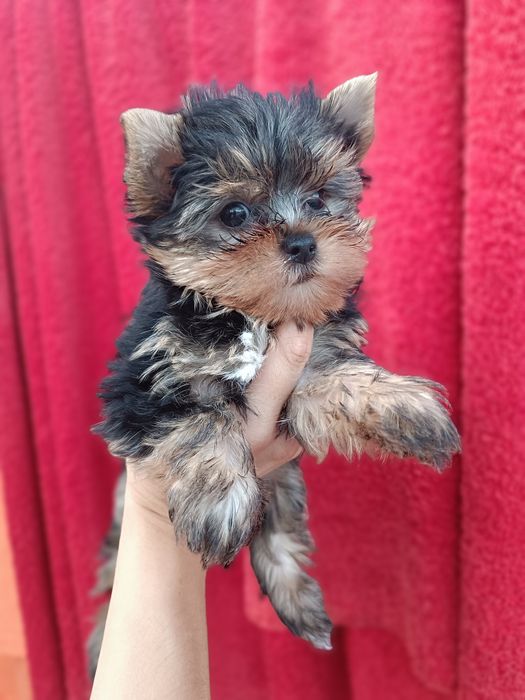 Неймовірні міні цуценята йорки