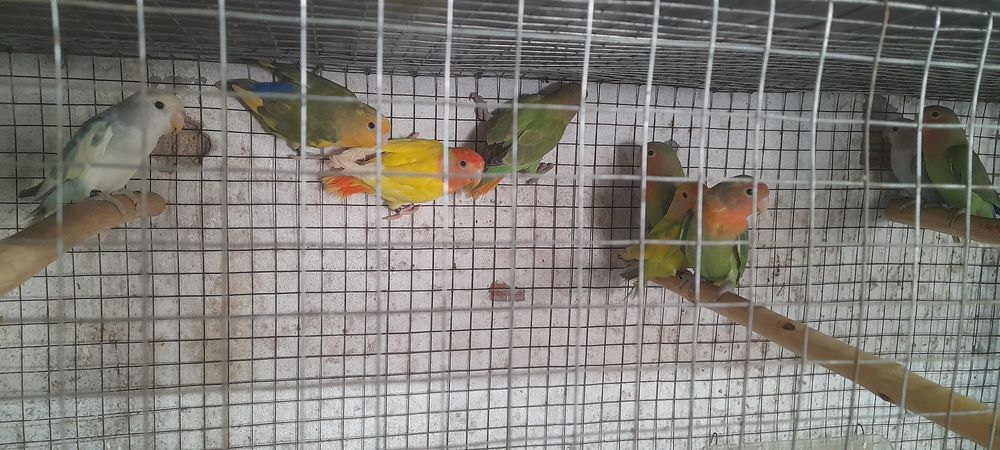 Casais de agapórnis