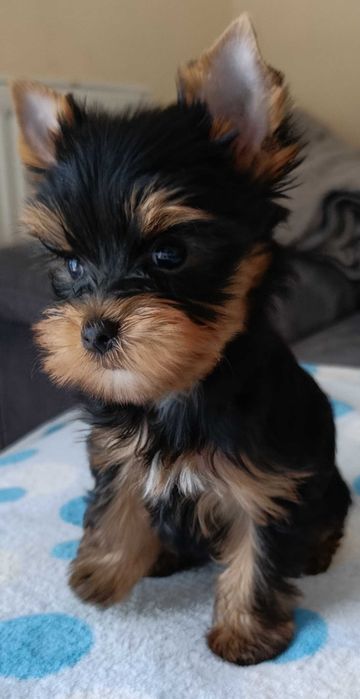 Mini BOY Yorkshire terrier czarno złoty