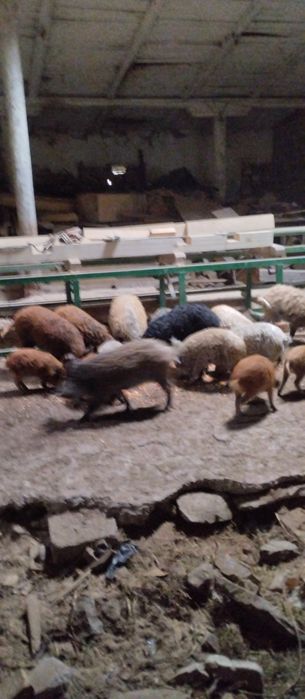 Свині. Поросята. Мангал.