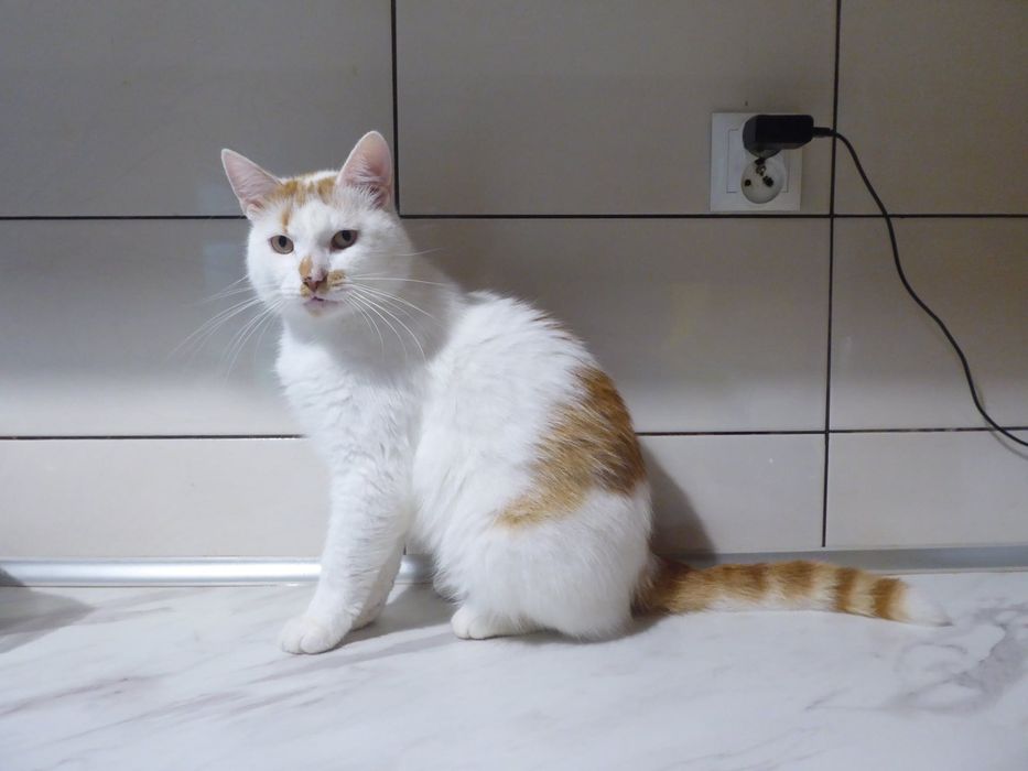 Młody kocurek do adopcji