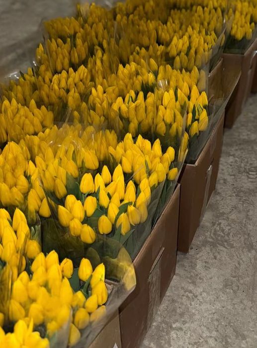 Тюльпани оптом і в роздріб, швидка доставка по Україні