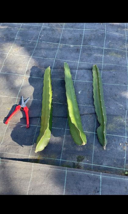 Pitaya Mudas Autopolinizavel