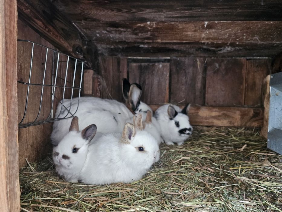 Kroliki srokacz z nowozelandzki