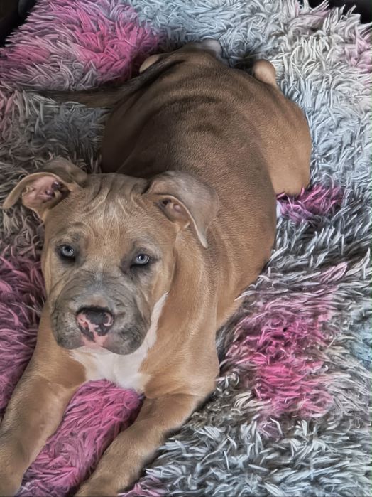 Genialna Suczka Amstaff Merle z rodowodem