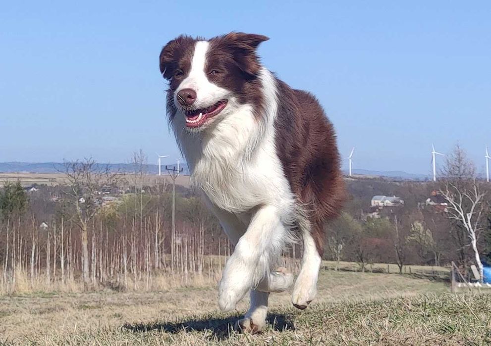 Piękny czekoladowy BORDER COLLIE z pełną dok. super rodzice - przebadani