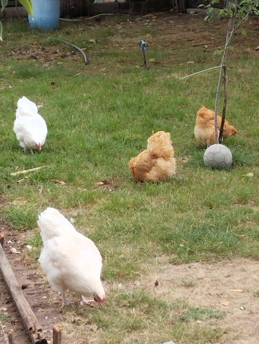 Orpington, ovos Férteis