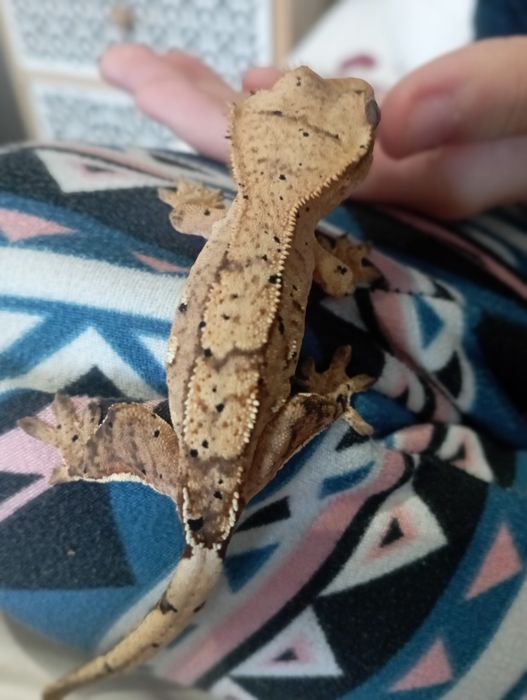 Gekony orzęsione podrostki