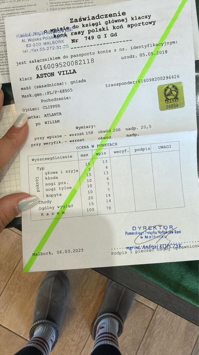 Klacz 8 lat, rasa szkachetna półkrew