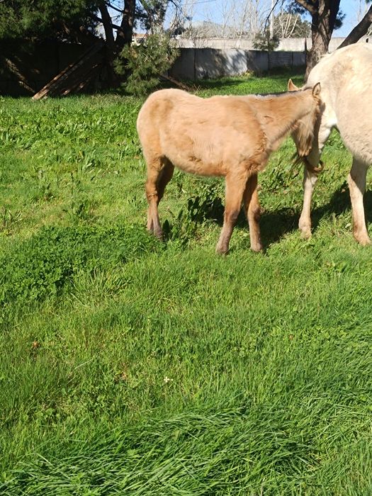 Para venda poldro baio
