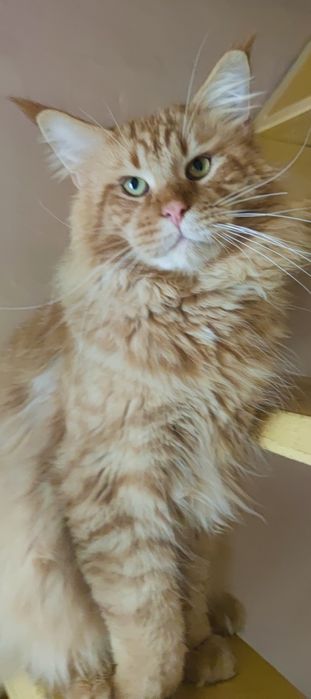 Maine Coon niebieski kocurek hodowla FPL