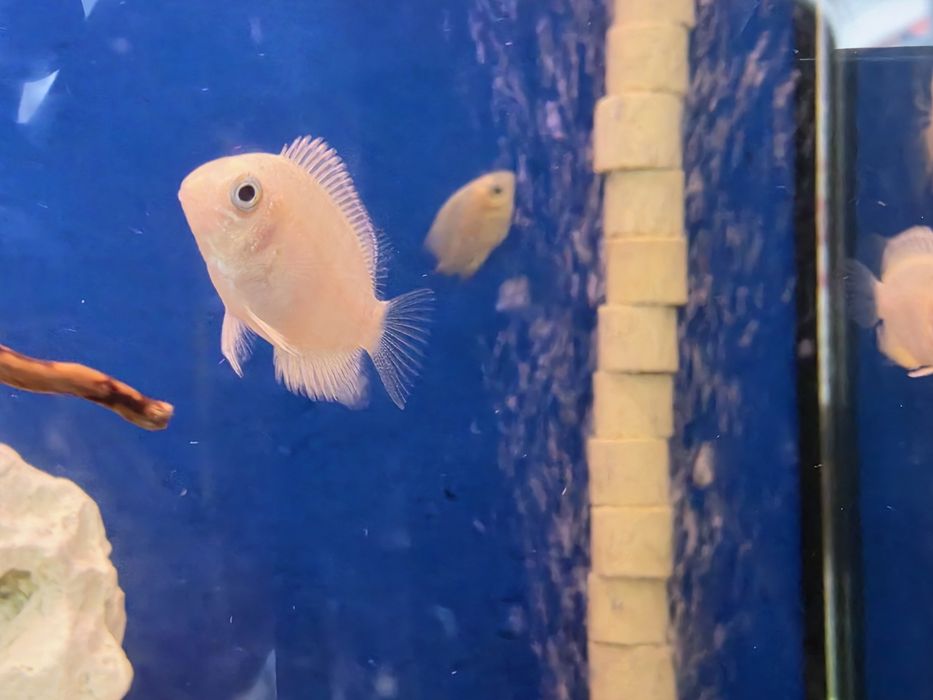Severum Gold (Herus Severum)