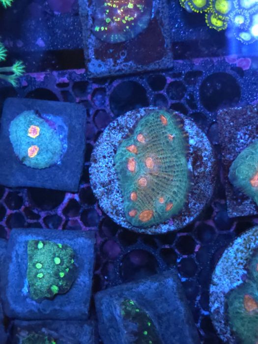 chalice mummy eye coral de água salgada