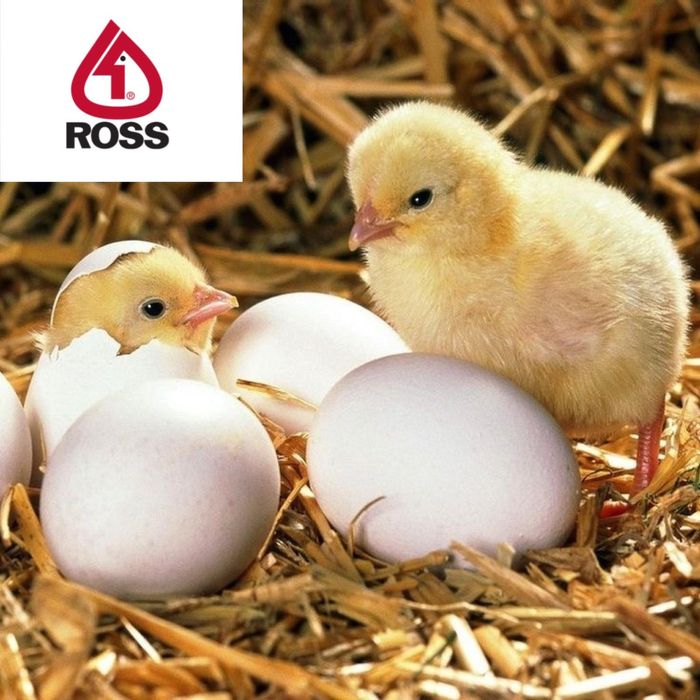 Курчата  Бройлер