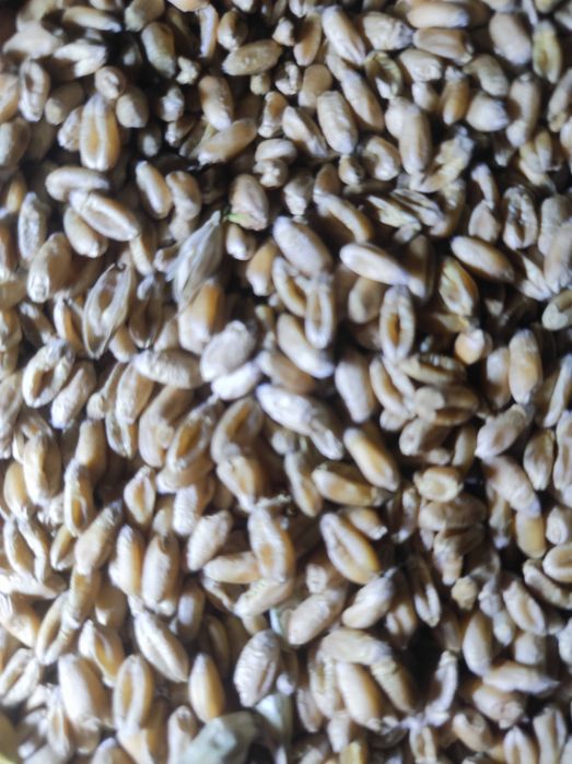 Pszenica  80 zł  100 kg czysta przewiana dla gołębi kur kaczek gęsi .