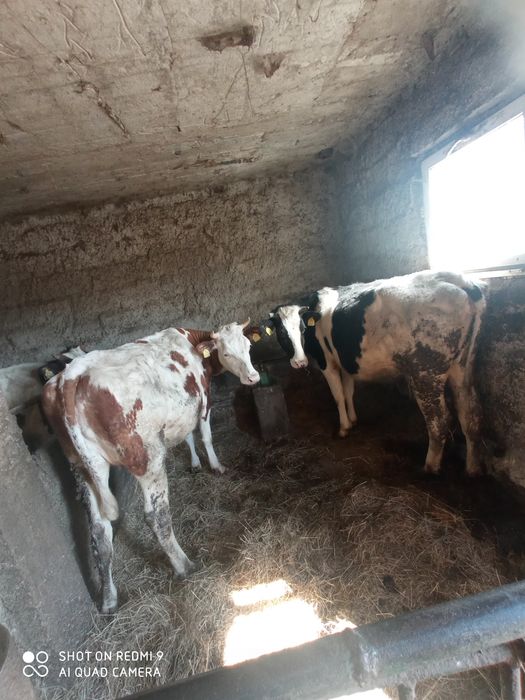 Sprzedam dwie jałówki wysokocielne