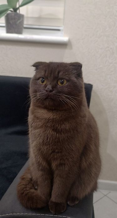 Шикарний котик британець( цинамон) чекає наречену( в'язка)