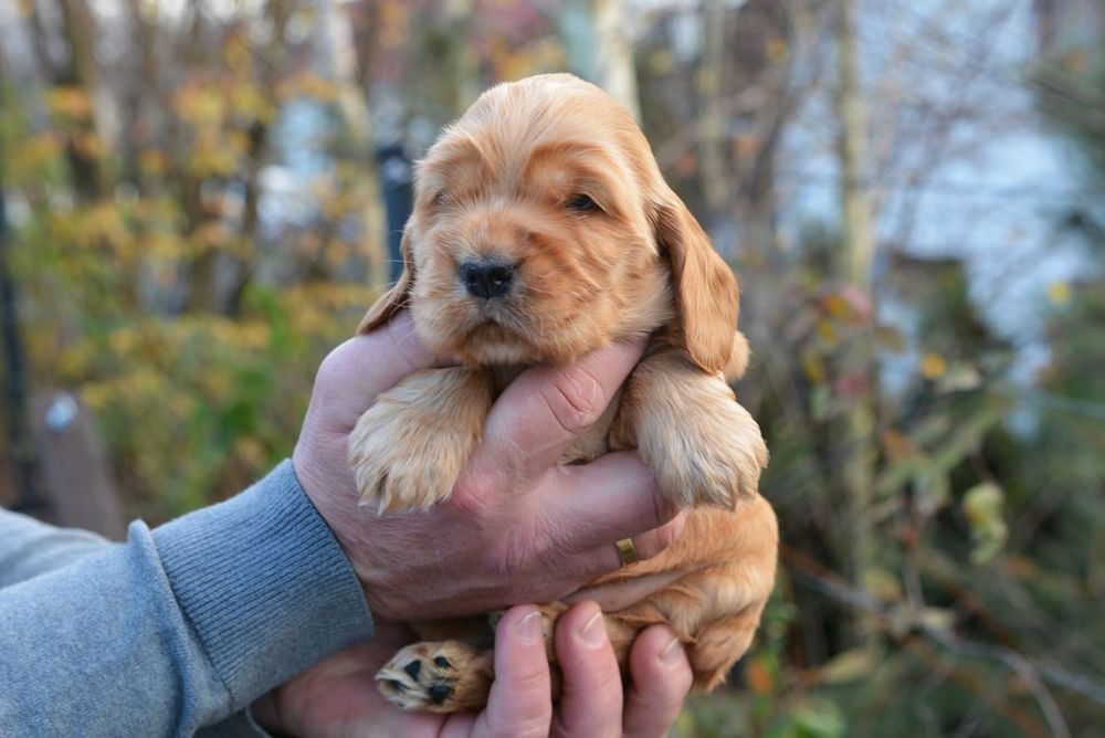 Cocker Spaniel Angielski ZKwP/FCI
