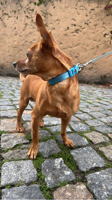 Tenho pincher para quem quiser adotar