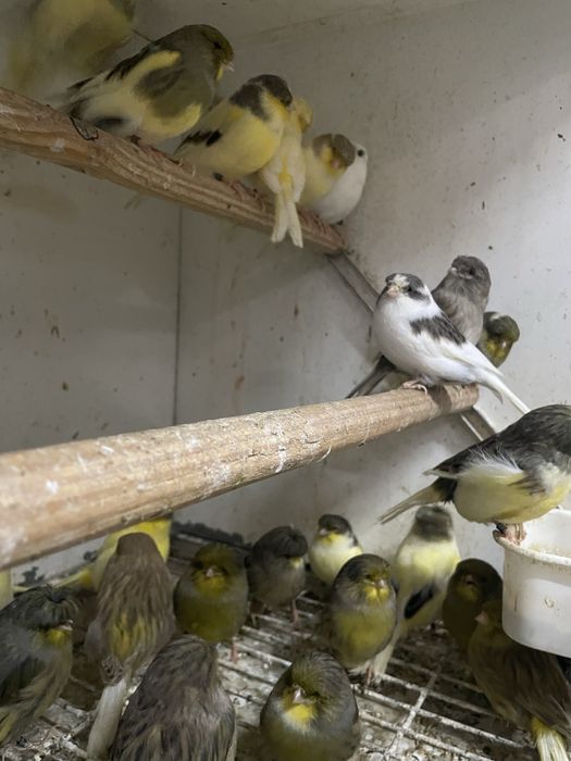 Canarios para vender a partir do valor no anuncio( avi-maia)