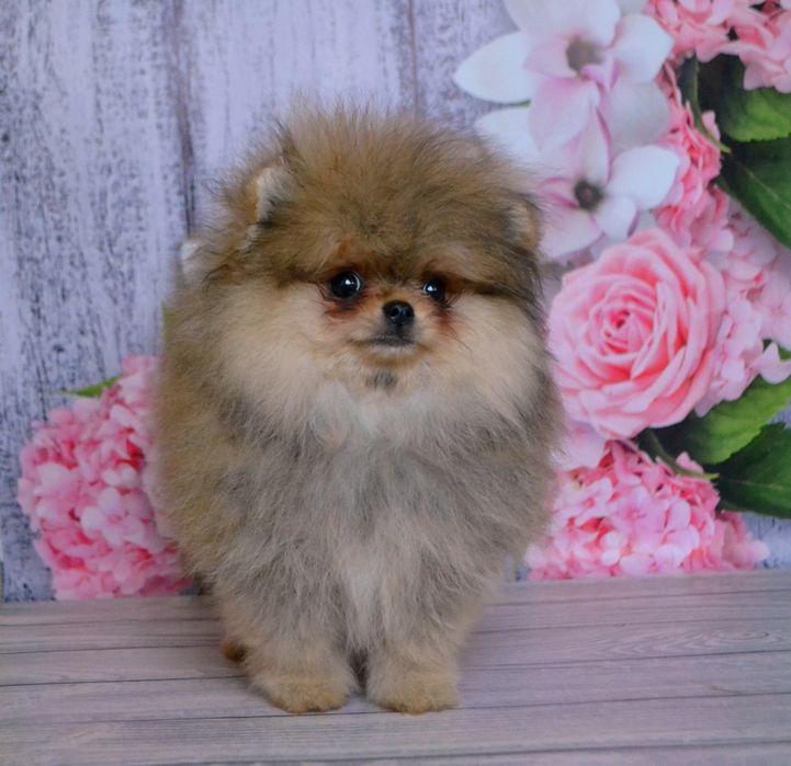 Розкішні померанці, міні, бебі фейс