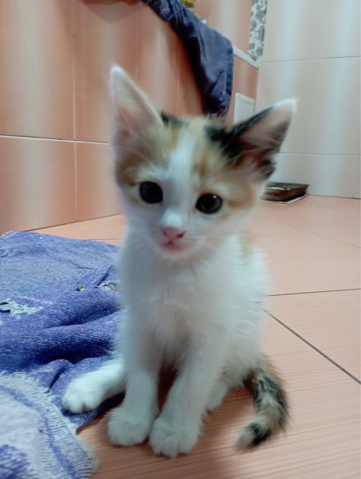 Віддам в добрі руки котиків