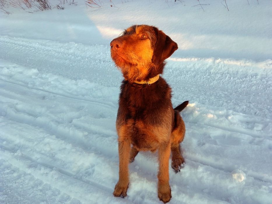 Собака шукає господаря