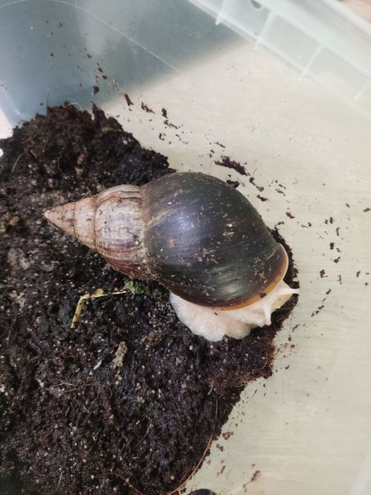 Ślimak Lissachatina fulica albino body