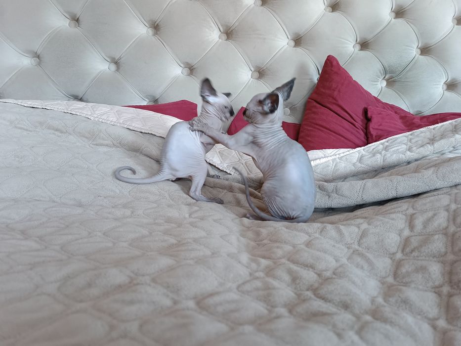 Канадські сфінкси