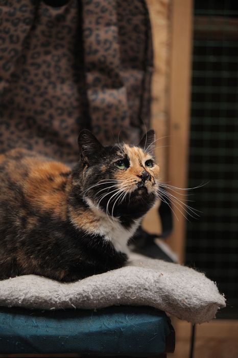 Кошечка Ромашка из приюта бесплатно