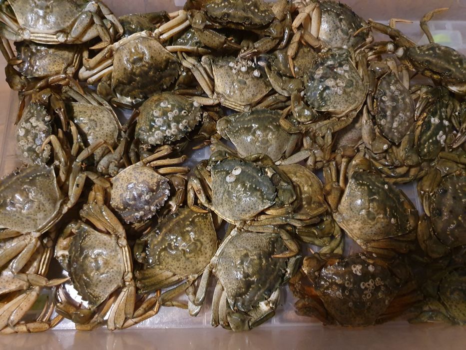 РАКИ ЖИВЫЕ! Пр. Героев 12. Доставка!