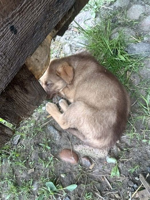 Pieski na wydanie