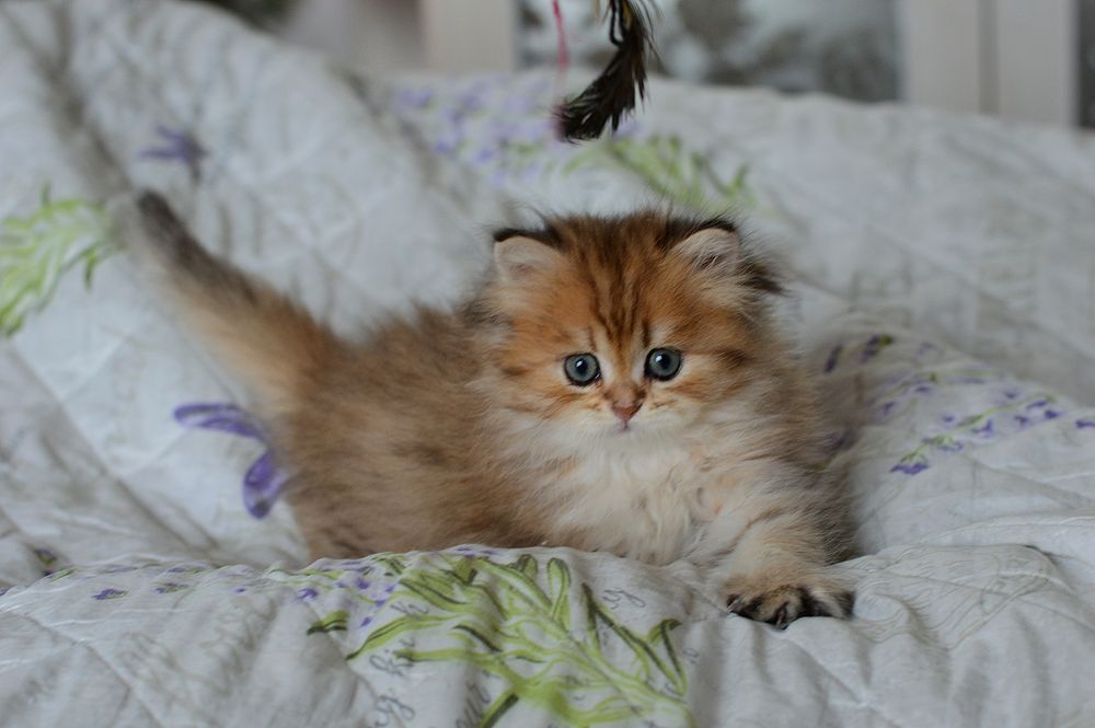 Очень красивая  и милая  девочка Золотая шиншила!