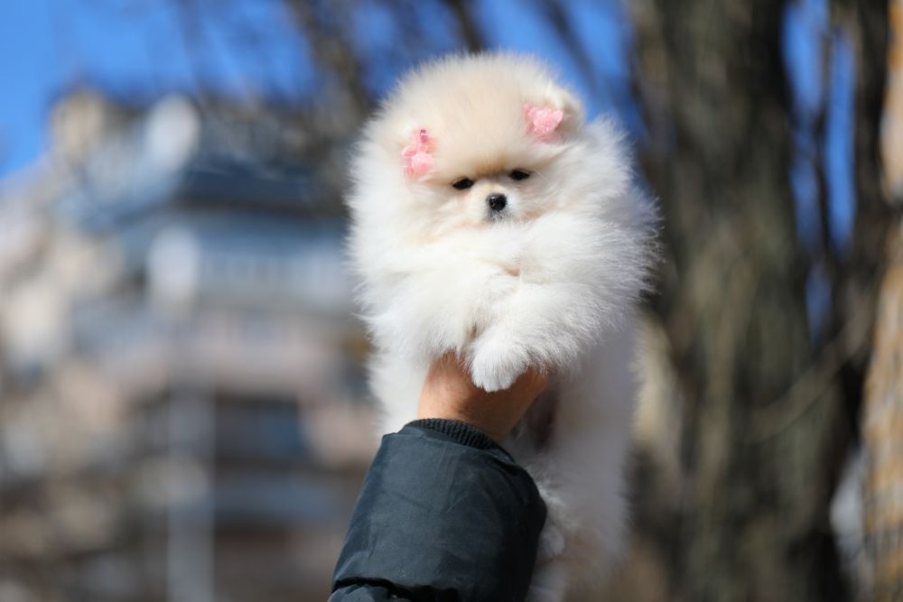 Неймовірні померанці