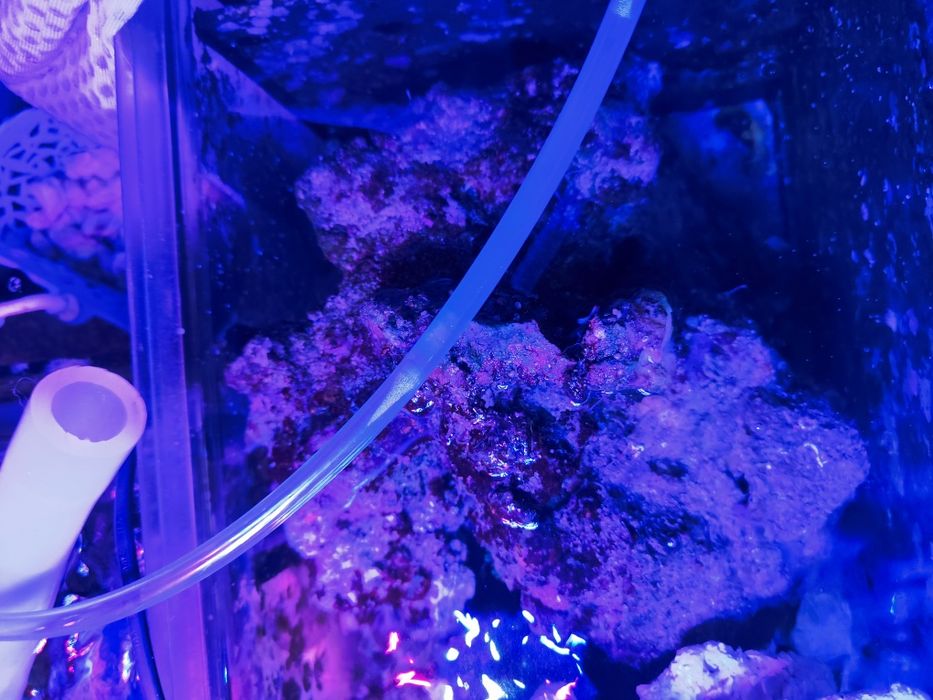 Żywa skała akwarium morskie