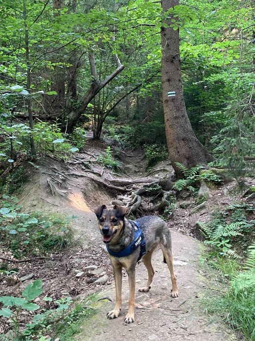 Piękny i mądry Bruno potrzebuje nowego domu Przebywa w Tychach (śląsk)