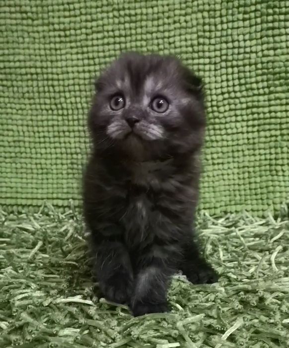 Арчи ( скоттиш фолд)