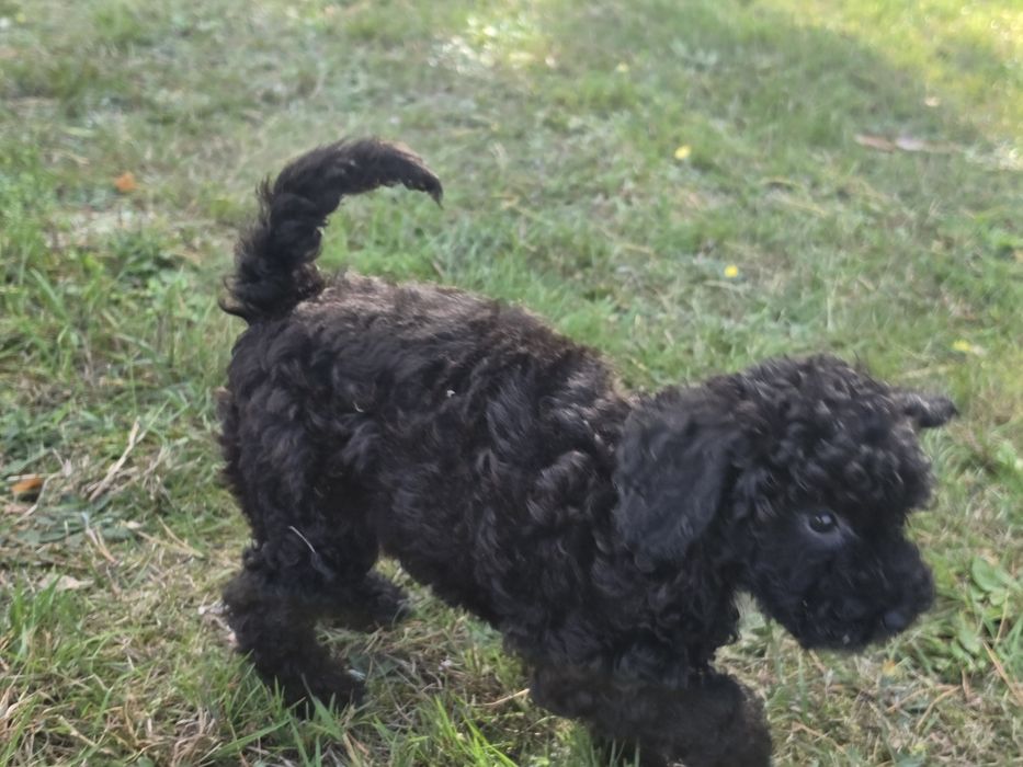 Szczenię maltipoo z metryką