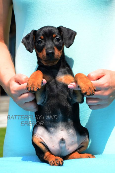Цвергпінчер ( карликовий , миниатюрний пінчер )